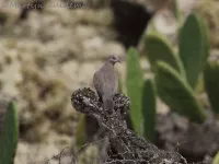 Palmtortel [Spilopelia senegalensis]